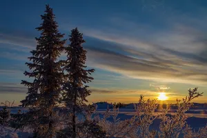 Northern Prints: Sunrise lights up boreal forest near Great Slave Lake in Northwest Territories Canada