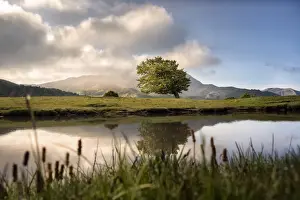 Sunrise on a lonely bent tree reflected in a mountain lake on Cusna mountain