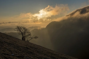 Single Tree Prints: Sunrise on a lonely tree on mountain Motette, Apennines, Umbria, Italy, Europe