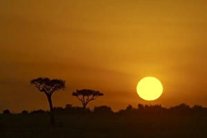 Sunrise, Masai Mara Game Reserve