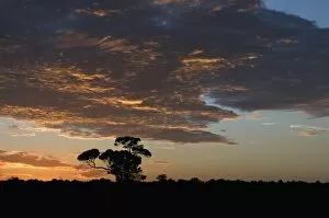 Sunrise, Masai Mara National Reserve, Kenya, East Africa, Africa