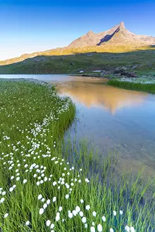 Mountain Pass Prints: Sunrise over Monte Gavia and cotton grass on shores of Lago Bianco, Gavia Pass, Valfurva