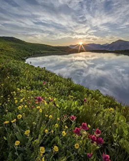 Sunrise behind rosy paintbrush (split-leaf Indian paintbrush) (spliteaf Indian paintbrush) (Castilleja rhexifolia) and Alpine avens (Rosss avens) (Acomastylis rossii turbinata), San Juan National Forest, Colorado, United States of America, North America