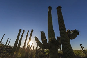 Gigantic Prints: Sunrise on saguaro cactus in bloom (Carnegiea gigantea), Sweetwater Preserve, Tucson