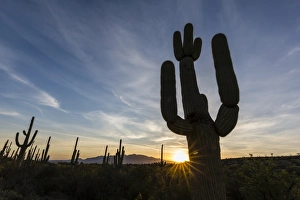 Sunrise on saguaro cactus in bloom (Carnegiea gigantea), Sweetwater Preserve, Tucson