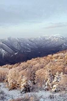 Images Dated 5th December 2009: Sunrise over snow covered Towada Hachimantai National Park, Iwate prefecture, Japan, Asia