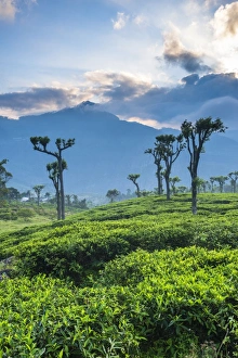 Haputale Prints: Sunrise over tea plantations, Haputale, Sri Lanka Hill Country, Sri Lanka, Asia