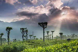 Central Highlands Prints: Sunrise over tea plantations and mountains