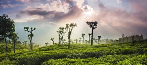 Sunrise over tea plantations and mountains, Haputale, Sri Lanka Hill Country, Central Highlands, Sri Lanka, Asia