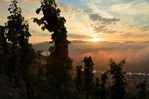 Rhineland Palatinate Prints: Sunrise at vineyard, Saarburg, Rhineland-Palatinate, Germany, Europe