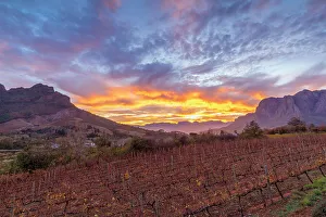 Scenic Routes Prints: Sunrise Vineyard, Stellenbosch, Western Cape Province, South Africa, Africa