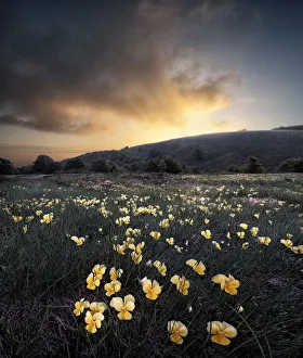 Sunrise over a yellow violet (Viola pubescens) field, Cusna Mountain, Appenines