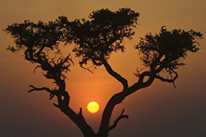 Branch Prints: Sunset with an acacia