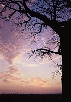 Tanzanian Prints: Sunset behind baobab tree, Tarangire National Park, Tanzania, East Africa, Africa