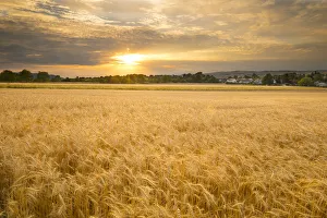 Ripe Prints: Sunset over a barley field, Austria, Europe