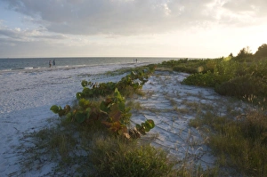 Images Dated 22nd October 2009: Sunset on beach, Sanibel Island, Gulf Coast, Florida, United States of America