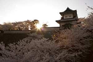 Sunset, cherry blossom