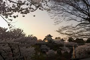 Japanese Gallery: Sunset, cherry blossom