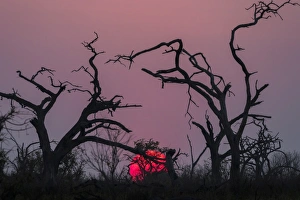 Tree Branches Prints: Sunset, Chobe National Park, Botswana, Africa