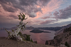 Dead Tree Prints: Sunset at Crater Lake with Wizard Island