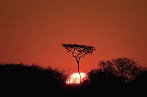 Images Dated 7th June 2009: Sunset, Deception Valley, Central Kalahari Game Reserve, Botswana, Sgtivs