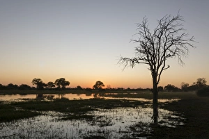 Delta Prints: Sunset over the Delta, Khwai Conservation Area, Botswana, Africa