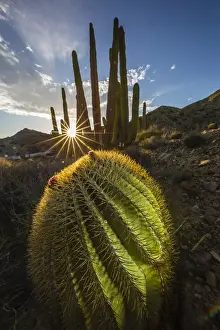 Barrel Cactus Prints: Sunset on an endemic giant barrel cactus (Ferocactus diguetii) on Isla Santa Catalina