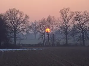 Sunset over farmland and bare trees in silhouette in winter in the Medway Valley near Tonbridge