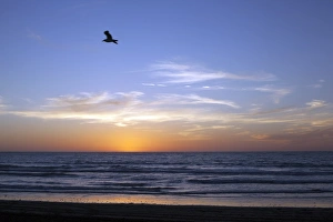 Seagull Prints: Sunset over La Jolla Coast, California, United States of America, North America