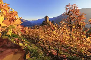 Merano Prints: Sunset light illuminates the vineyards surrounding Tirolo Castle, Merano, Val Venosta