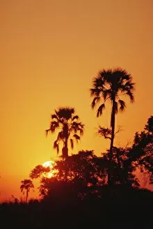 Images Dated 25th July 2008: Sunset, Okavango Delta, Botswana, Africa