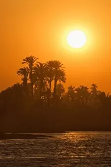 Sunset over palm trees on the banks of the River Nile, Egypt, North Africa, Africa