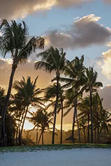 Glow Prints: Sunset, through palm trees, over an empty beach in Trou d'Eau Douce
