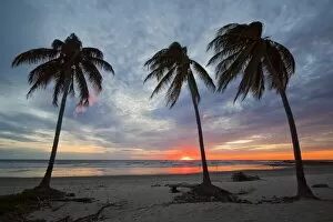 Images Dated 12th December 2009: Sunset and palm trees on Playa Guiones beach, Nosara, Nicoya Peninsula