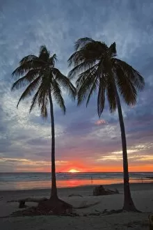 Images Dated 12th December 2009: Sunset and palm trees on Playa Guiones beach, Nosara, Nicoya Peninsula