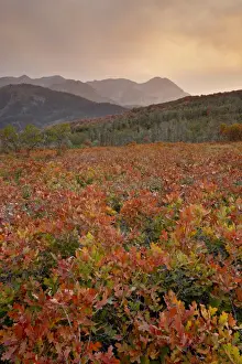 Uinta National Forest Prints: Sunset over red and orange oaks in the fall, Uinta National Forest, Utah