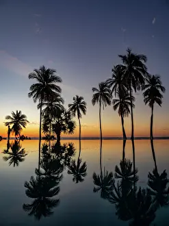 Exotic Prints: Sunset reflection of palm trees in infinity pool at resort in Madagascar