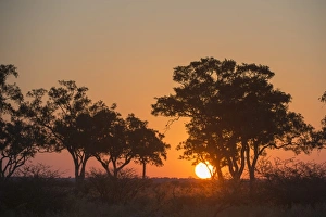 Backlit Prints: Sunset in the Savuti marsh, Botswana, Africa