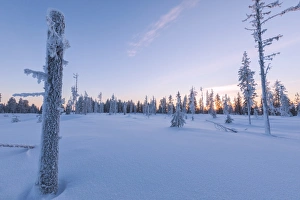 Taiga Prints: Sunset on trees covered with ice in the boreal forest (Taiga), Kiruna, Norrbotten County