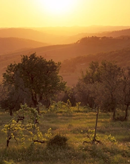 Sunset over vineyards near Panzano in Chianti