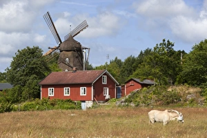 Southwest Sweden Prints: Sunvara Kvarn windmill, Sunvara, near Varobacka, Halland, Southwest Sweden, Sweden