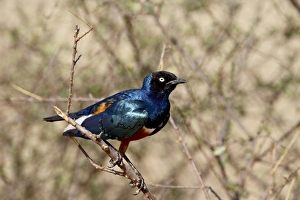 Images Dated 27th September 2007: Superb starling (Lamprotornis superbus), Samburu National Reserve, Kenya