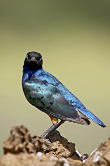 Images Dated 9th February 2007: Superb starling (Lamprotornis superbus), Serengeti National Park, Tanzania