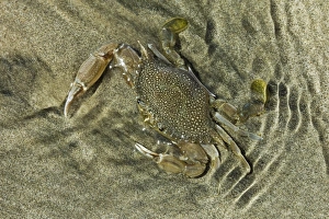 Crab Prints: Superbly camouflaged crab on Playa Guiones beach