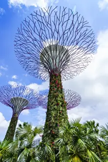 Supertree Grove in the Gardens by the Bay, a futuristic botanical gardens and park