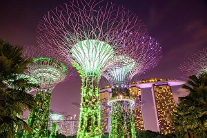 Show Prints: Supertrees illuminated for light show in Gardens by the Bay, Singapore