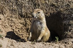 Images Dated 8th August 2011: Suricate (Suricata suricatta), Devils Tower National Monument, Wyoming, United States of America