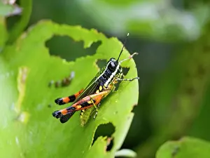 Entomology Prints: Suriname grasshopper, Tetrataenia surinama