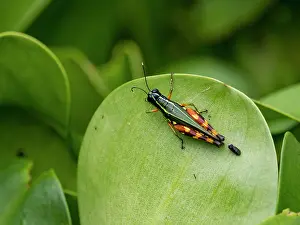 Entomology Prints: Suriname grasshopper, Tetrataenia surinama