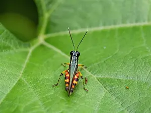 Entomology Prints: Suriname grasshopper, Tetrataenia surinama